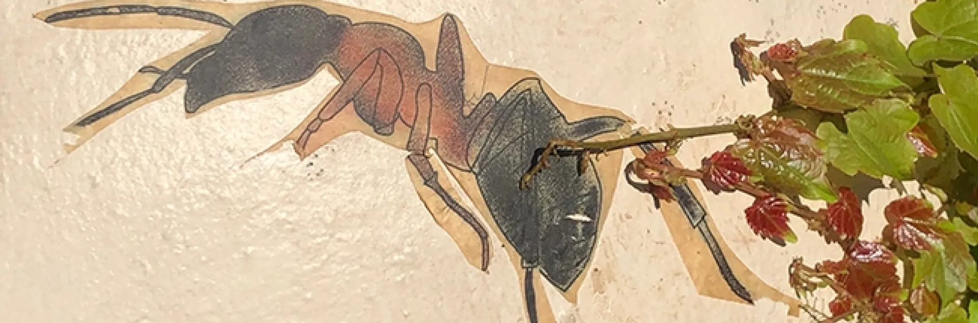 Street art usually focuses on such insects as bees, butterflies and dragonflies, but at Vacaville's Ulatis Creek Park, someone affixed this carpenter ant. (Photo by Kathy Keatley Garvey)