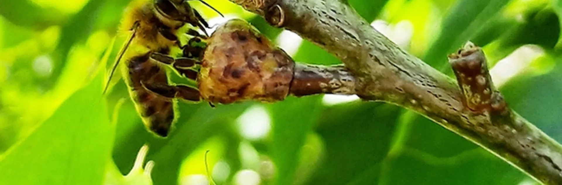 Honey bee licking a baby acorn. (Photo by Lynn Kimsey)