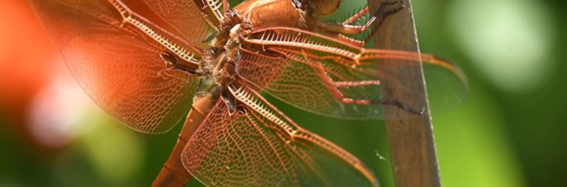 A male flameskimmer, Libellula saturata, perches on a bamboo stake in a Vacaville garden. In back is a Mexican sunflower, Tithonia rotundifola. (Photo by Kathy Keatley Garvey)