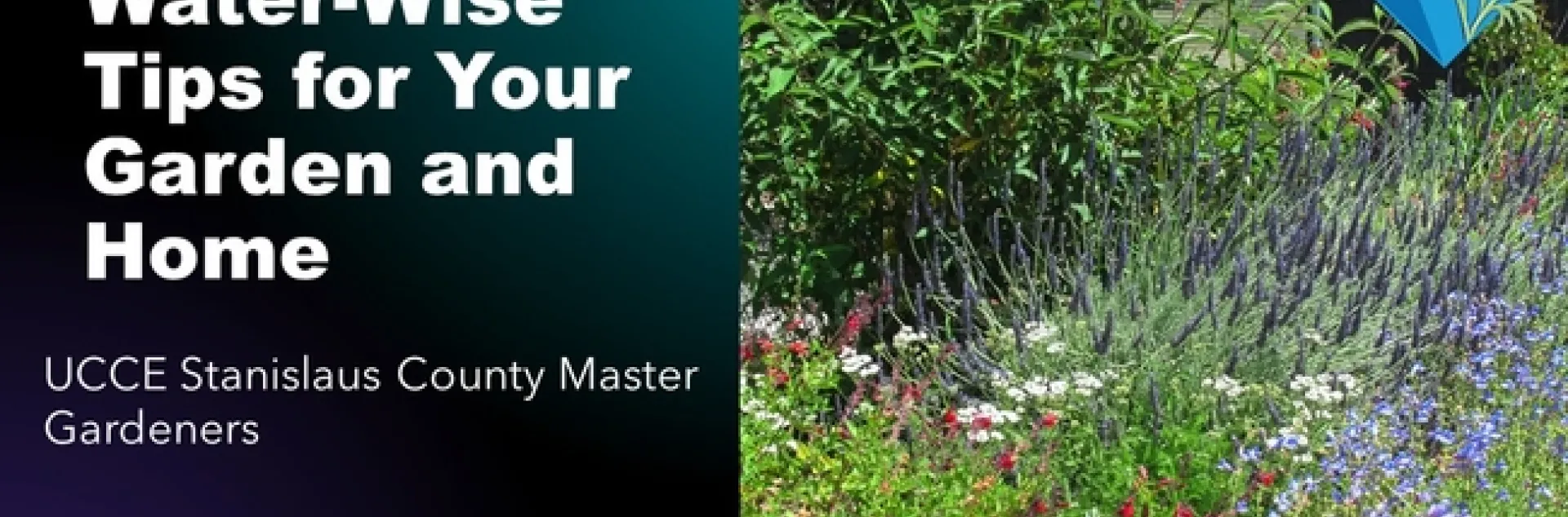 Water-Wise Tips for Your Garden and Home thumbnail