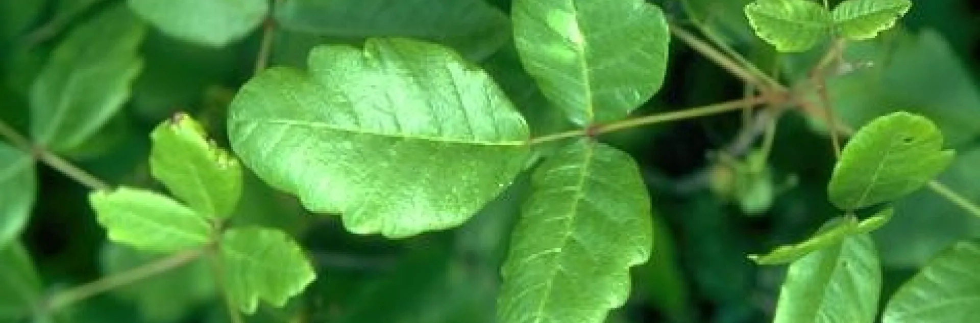 3 bright green poison oak leaflets on a stem with other leaves in the backgroun.