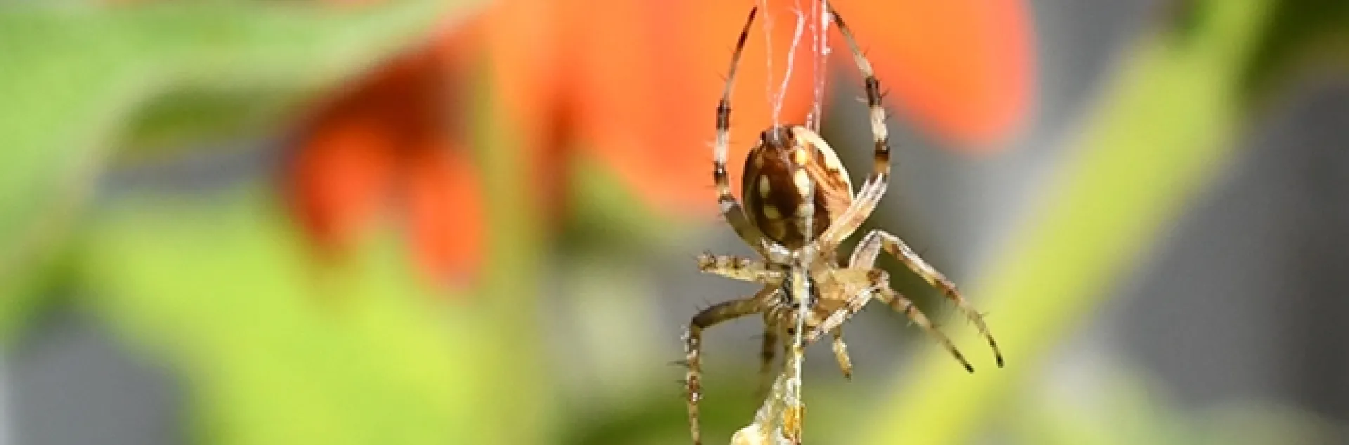 An orbweaver snares a honey bee in its sticky web in a patch of Mexican sunflowers, Tithonia rotundifola, in Vacaville, Calif. (Photo by Kathy Keatley Garvey)