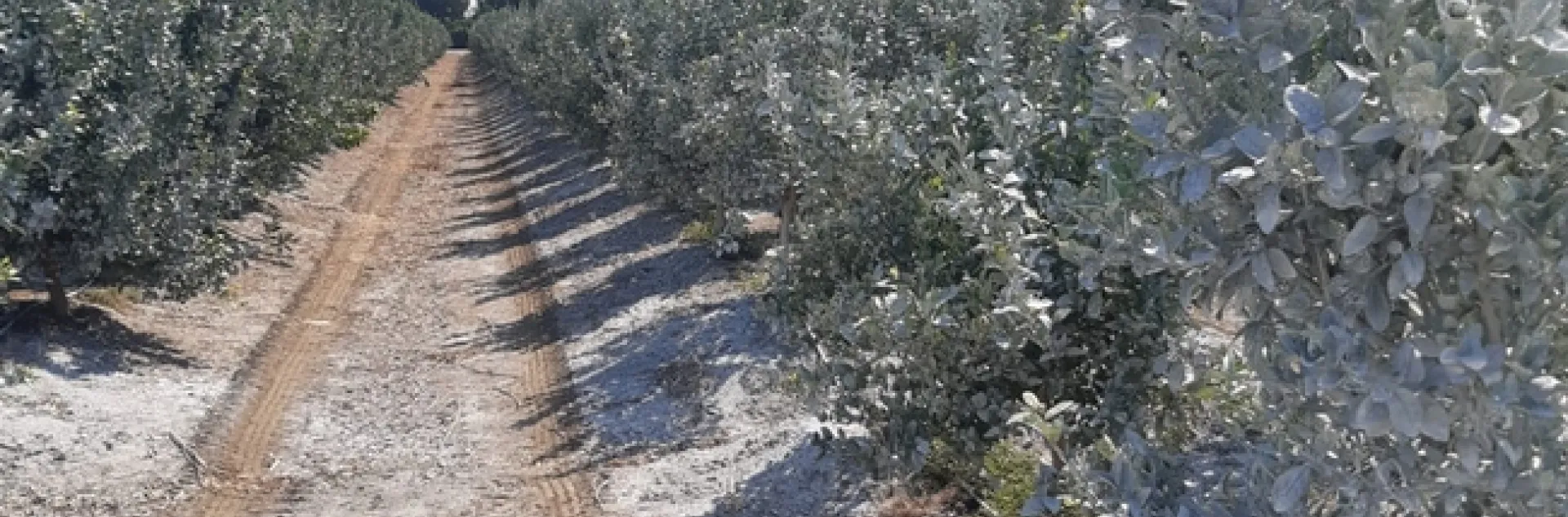 citrus lime sunblock