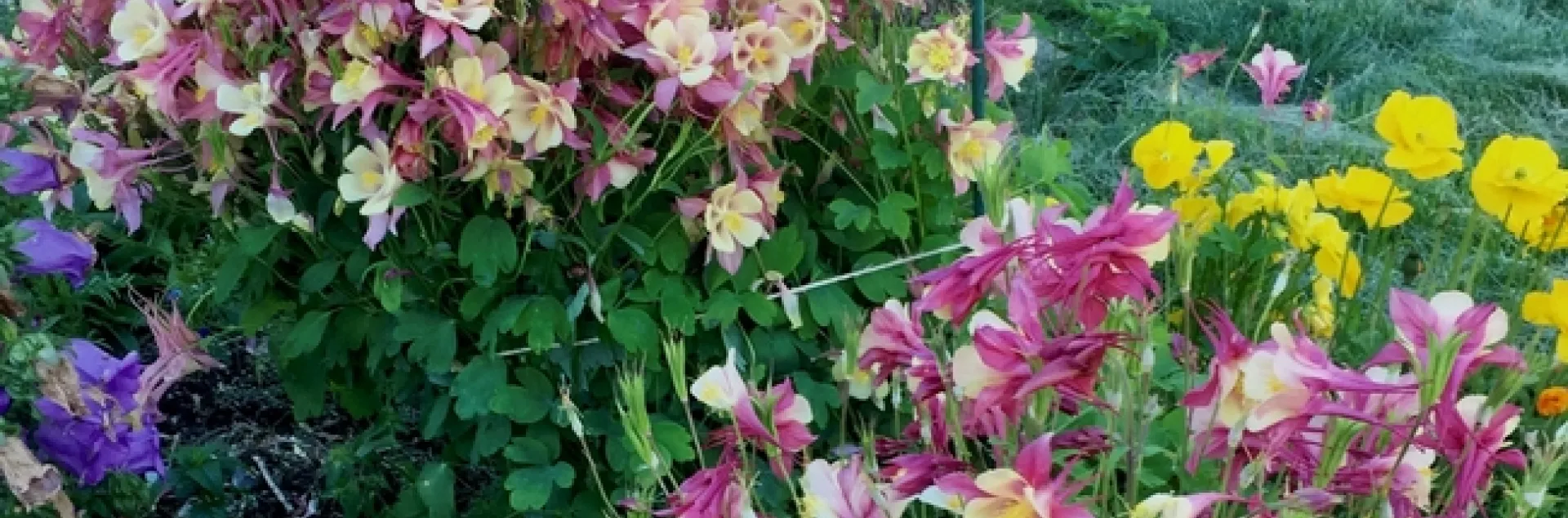 Photo by Ardis Neilsen