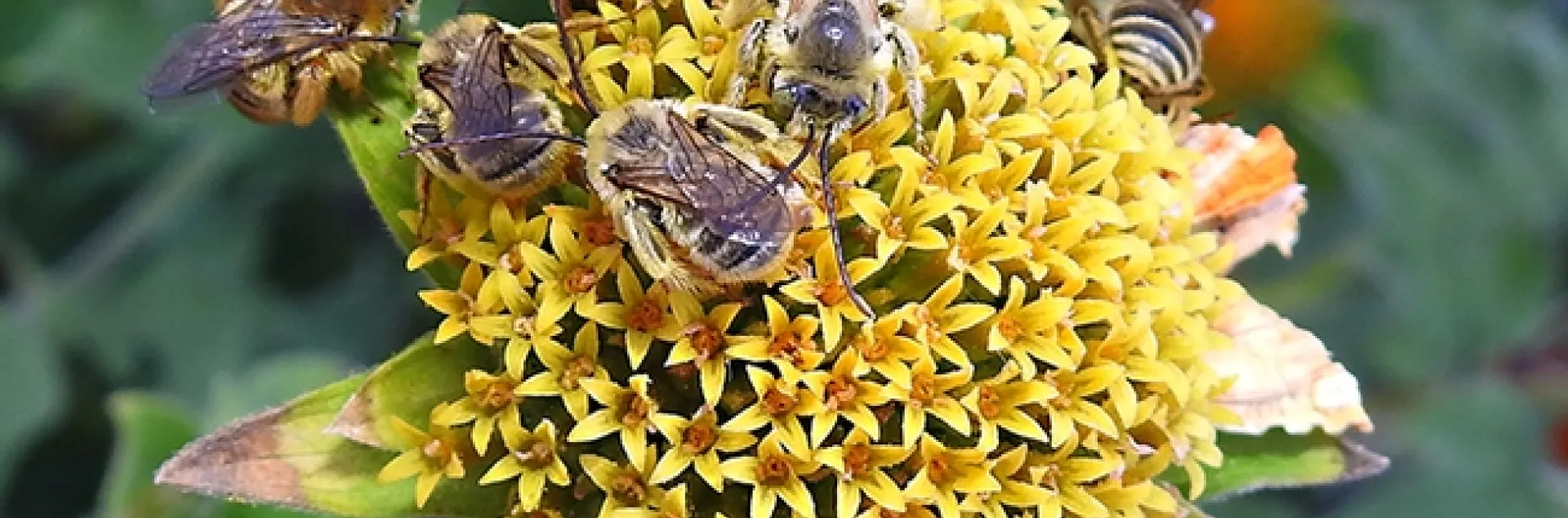 The Lucky Seven: seven male Melissodes agilis bees sleeping on a spent Mexican sunflower, Tithonia rotundifola, in a Vacaville pollinator garden. (Photo by Kathy Keatley Garvey)