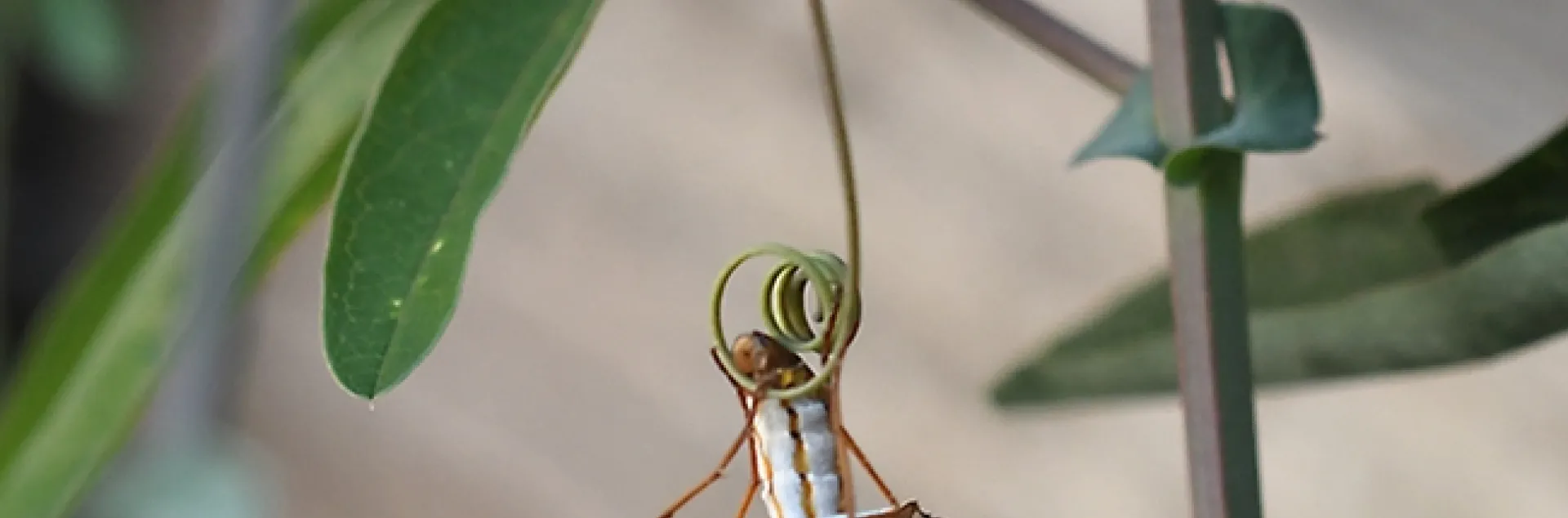 A Gulf Fritillary, Agraulis vanillae, depositing an egg on the tendrils of her host plant, Passiflora. (Photo by Kathy Keatley Garvey)