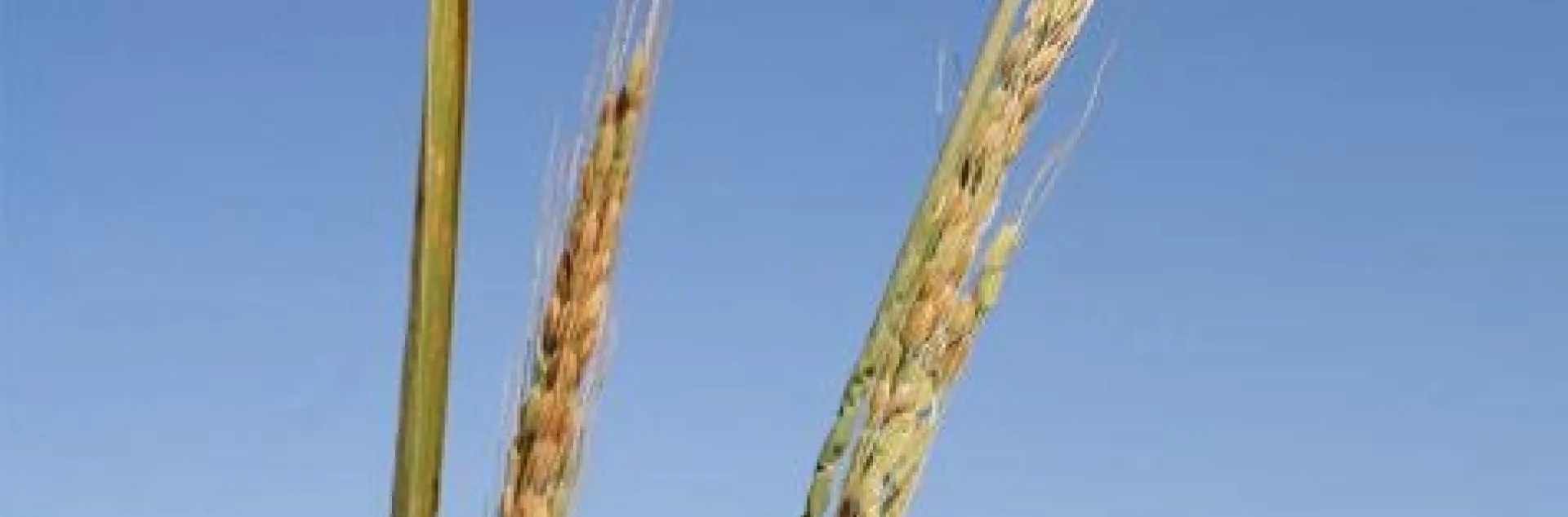 Weedy rice Type 3 (photo credit: Luis Espino)