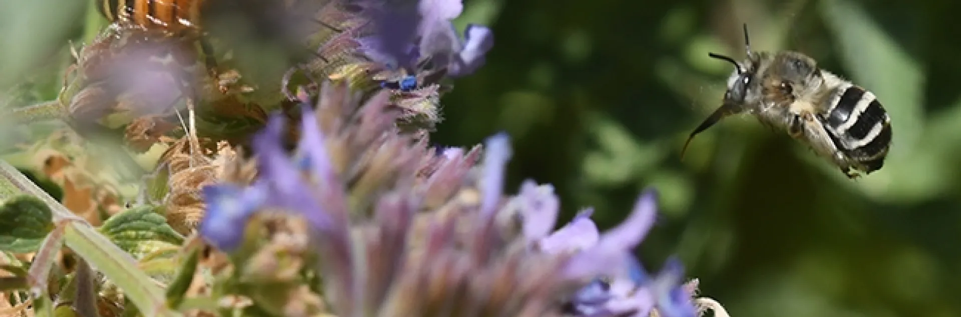 A digger bee, Anthophora urbana in flight, as it heads for another catmint blossom. (Photo by Kathy Keatley Garvey)