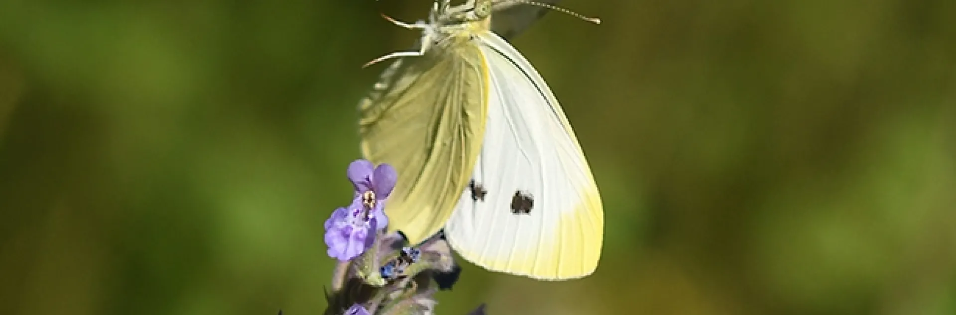 Hello, there! Two cabbage white butterfly, Pieris rapae, meet on catmint (Nepata) in a Vacaville, Calif. pollinator yard. (Photo by Kathy Keatley Garvey)
