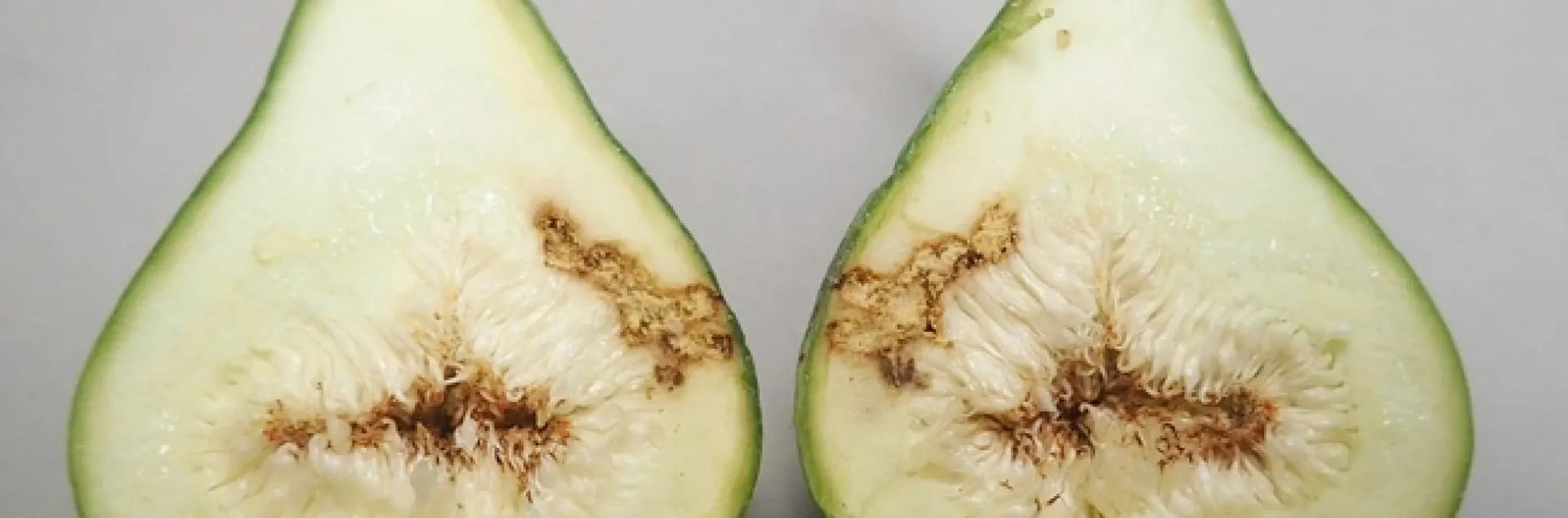 black fig fly damage