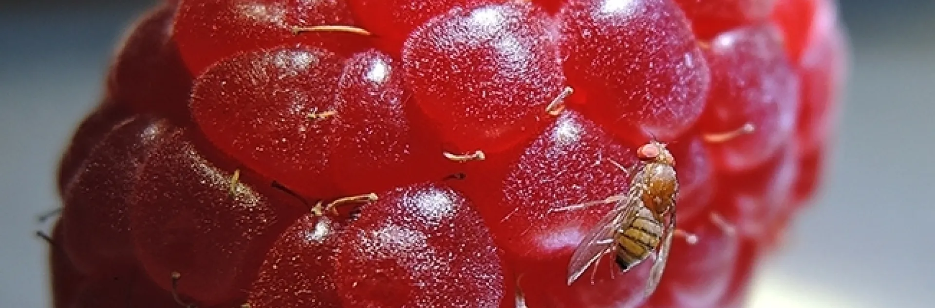 One of the species that Professor Joanna Chiu studies is the spotted wing drosophila, Drosophila suzuki, shown here on a raspberry. (Photo by Kathy Keatley Garvey)