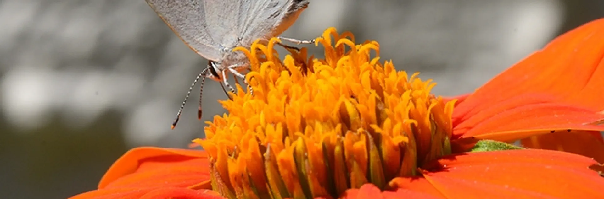 The Gray Hairstreak, Strymon melinus, sips nectar on a Mexican sunflower, Tithonia rotundifola, in a Vacaville pollinator garden. The orange spots accent the orange flower. (Photo by Kathy Keatley Garvey)