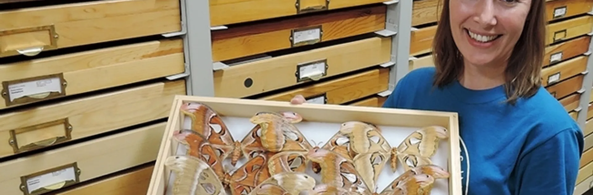 Jessica Gillung, then a doctoral candidate at UC Davis, holds a display of Atlas moths at the Bohart Museum of Entomology. She is now an assistant professor McGill University, Montreal. This week is National Moth Week. (Photo by Kathy Keatley Garvey)