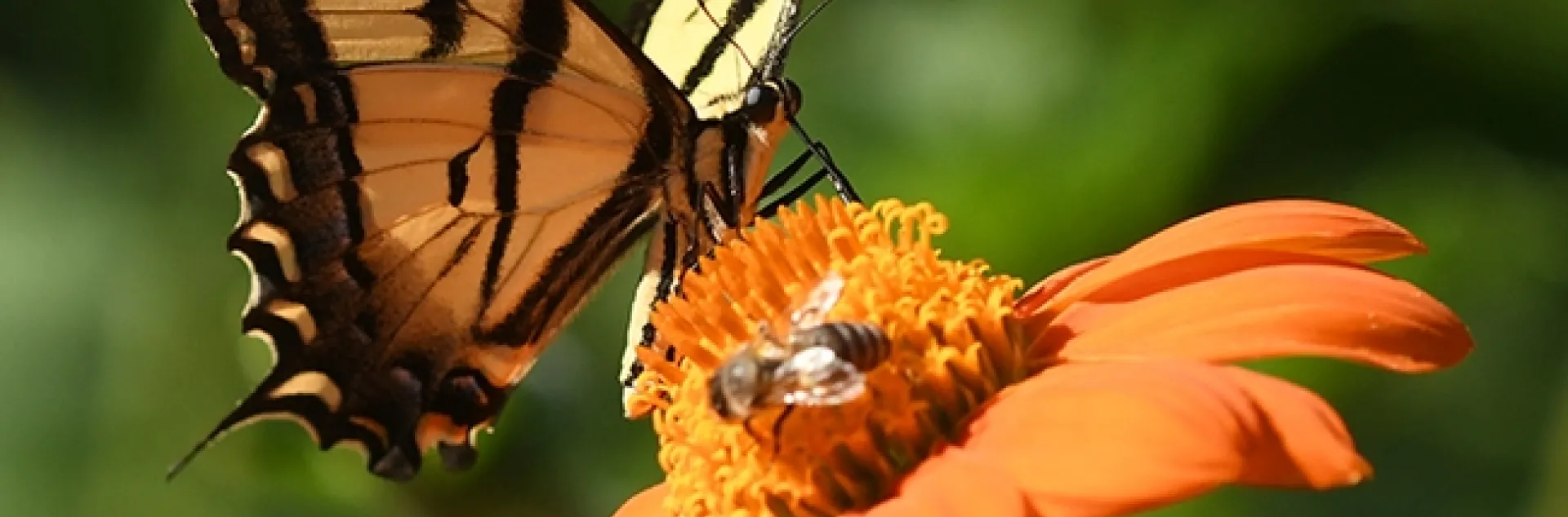 A honey bee and a butterfly, a Western tiger swallowtail sharing some nectar on a Mexican sunflower in a Vacaville pollinator garden. (Photo by Kathy Keatley Garvey)