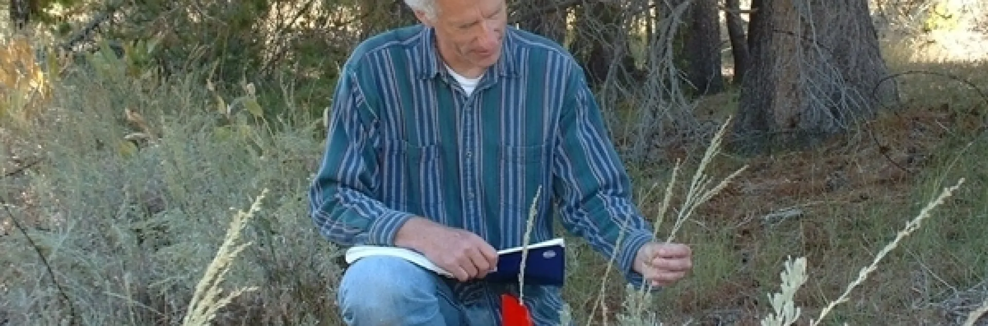 UC Davis distinguished professor Richard "Rick" Karban has researched plant communication in sagebrush (Artemisia tridentata) on the east side of the Sierra since 1995.
