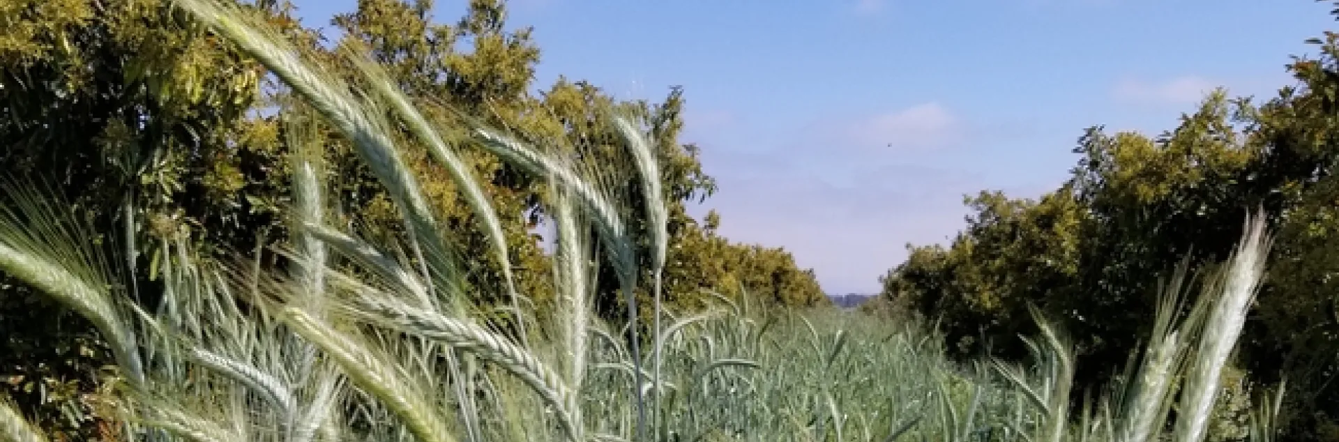 triticale lamb hass chris sayer (2)