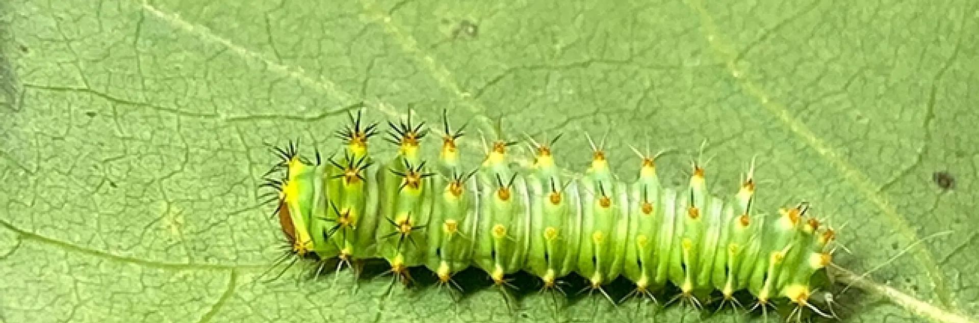 This image, taken May 2, shows the larva of the Polyphemus silk moth, Antheraea polyphemus. (Photo by Greg Kareofelas)