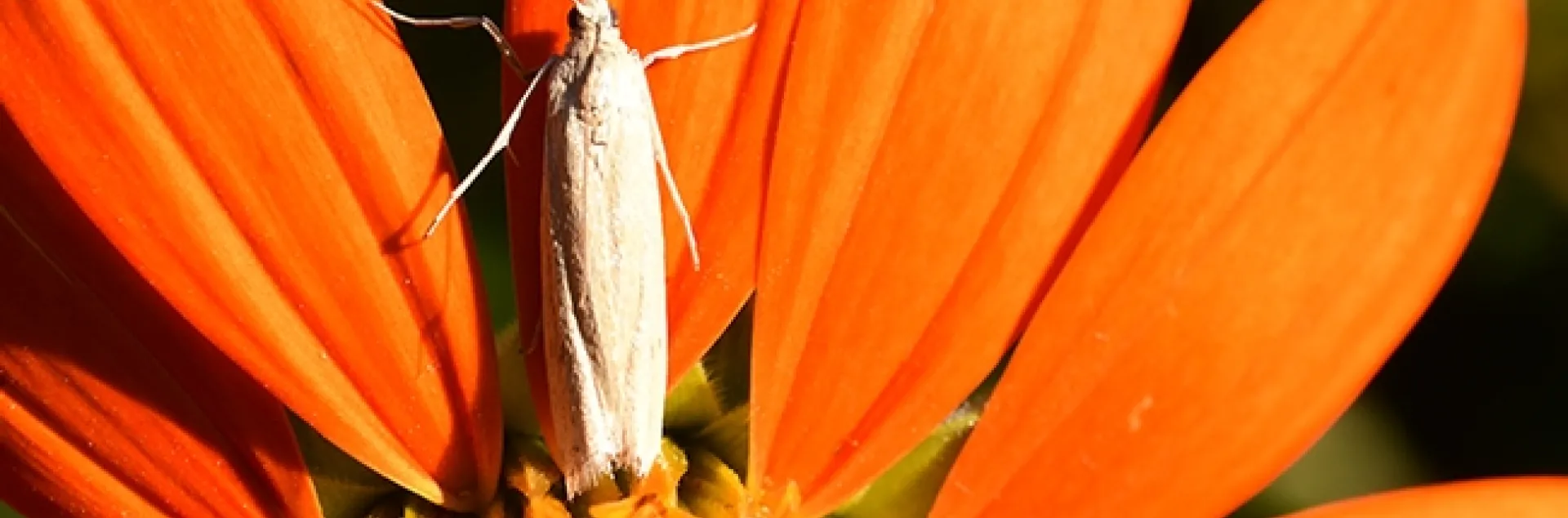 This tiny moth, which appears to be a Cadra figulilella, the raisin moth, rests on a petal of a Mexican sunflower in a Vacaville pollinator garden during National Pollinator Week. (Photo by Kathy Keatley Garvey)