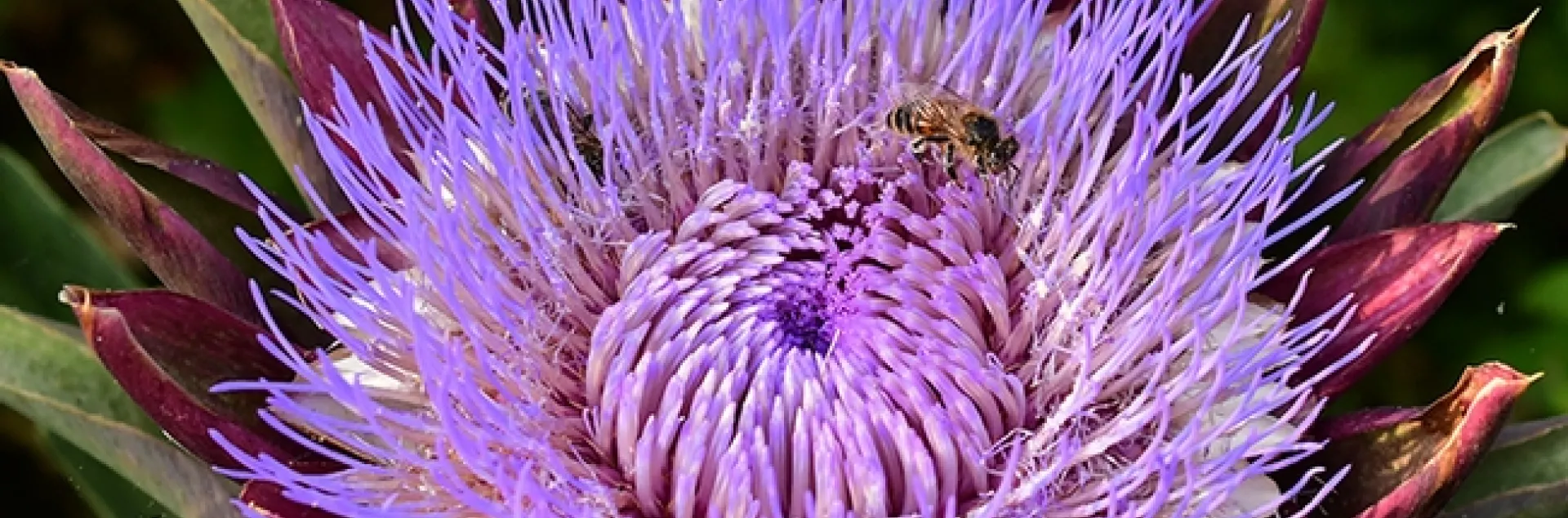 A honey bee visiting a flowering artichoke. (Photo by Kathy Keatley Garvey)