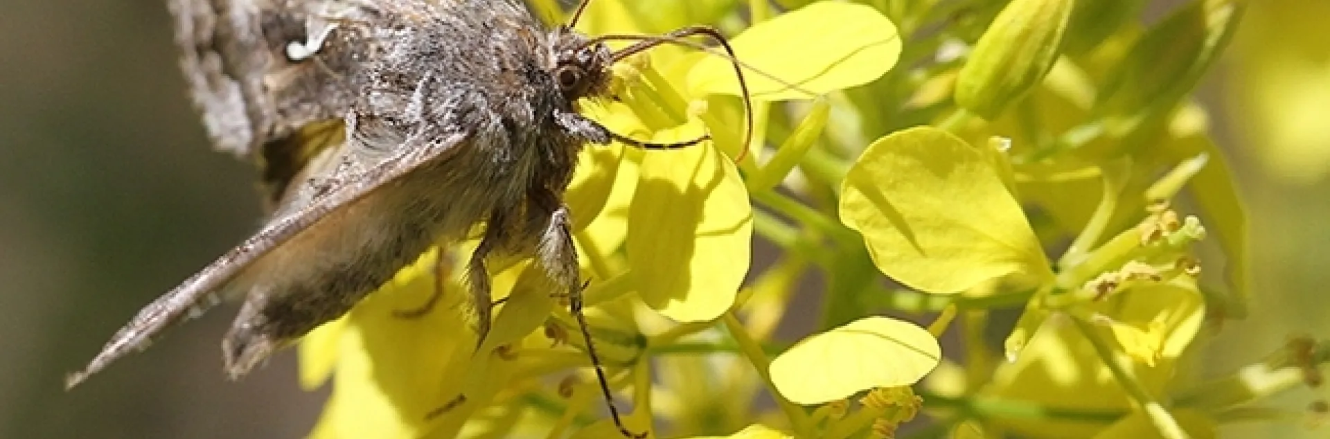 An alfalfa looper moth, Autographa californica, foraging on mustard. Moth identified by Art Shapiro of UC Davis. (Photo by Kathy Keatley Garvey)