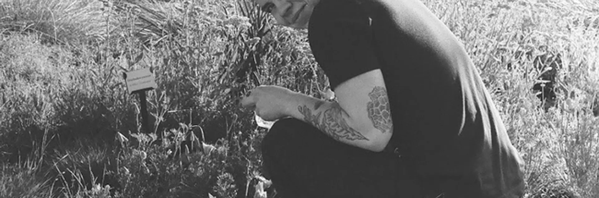 Microbiologist Shawn Christensen scoping out California golden poppies at the UC Davis Arboretum to take into his lab for experiments. Yes, Shawn says, the tattoo is of pollen grain. (Photo by Benjamin Van Domelen)