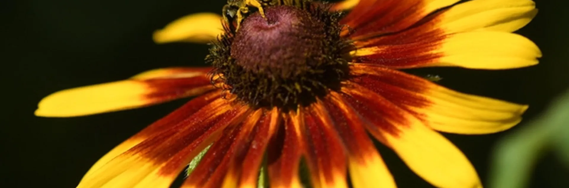 A sweat bee, Halictus ligatus, foraging on a Black-Eyed Susan in a Vacaville, Calif. pollinator garden. (Photo by Kathy Keatley Garvey)