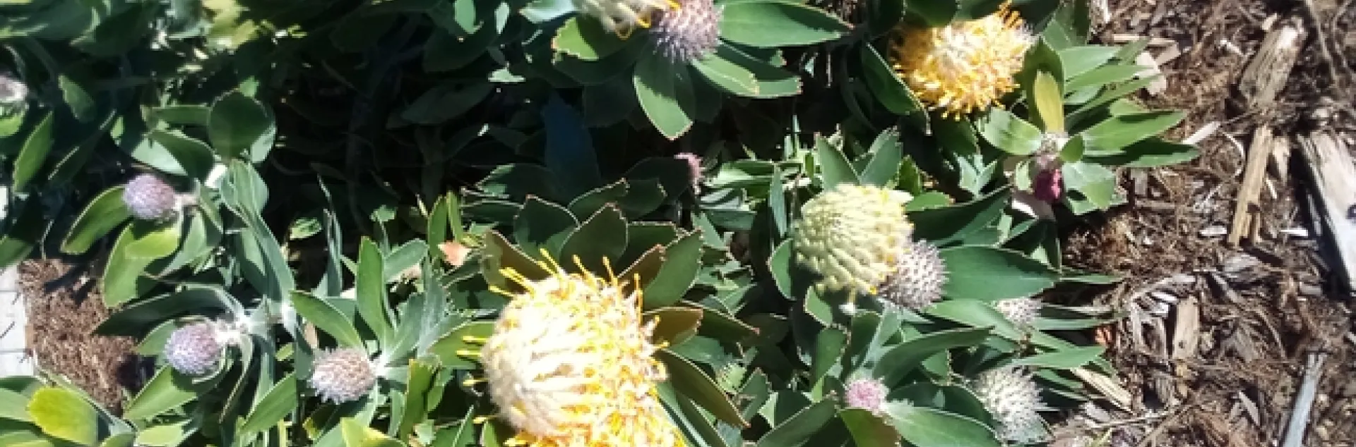 Photo by Leonard Cicerello