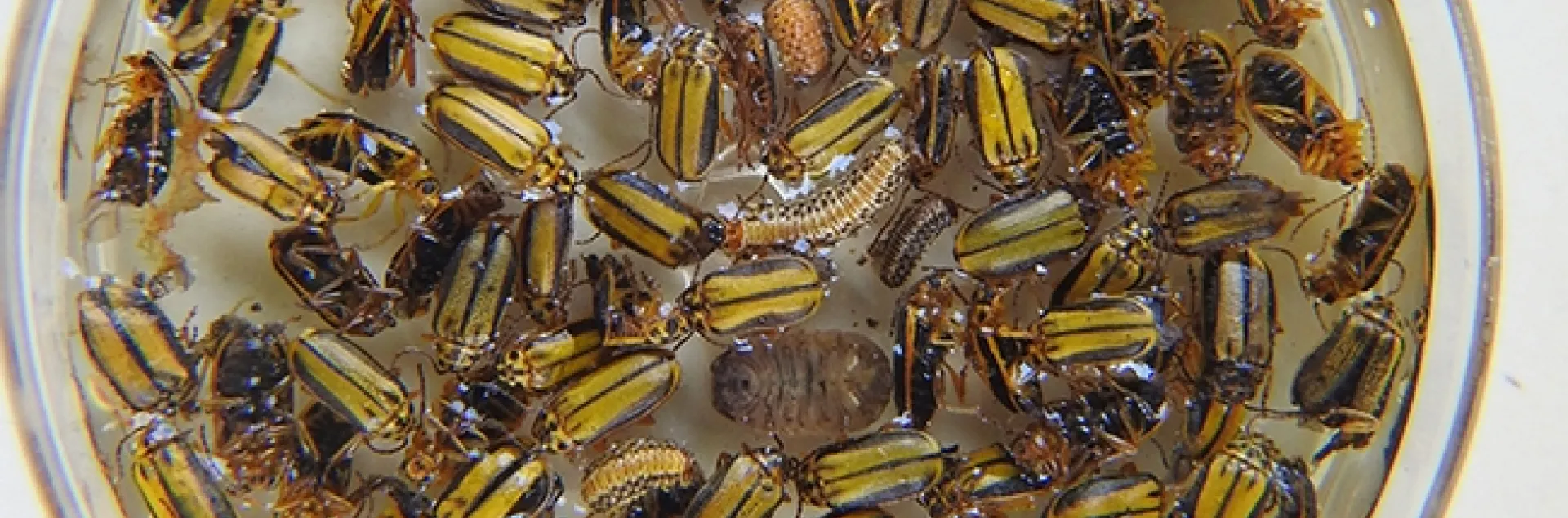 Assorted elm leaf beetles and larvae. (Photo by Kathy Keatley Garvey)
