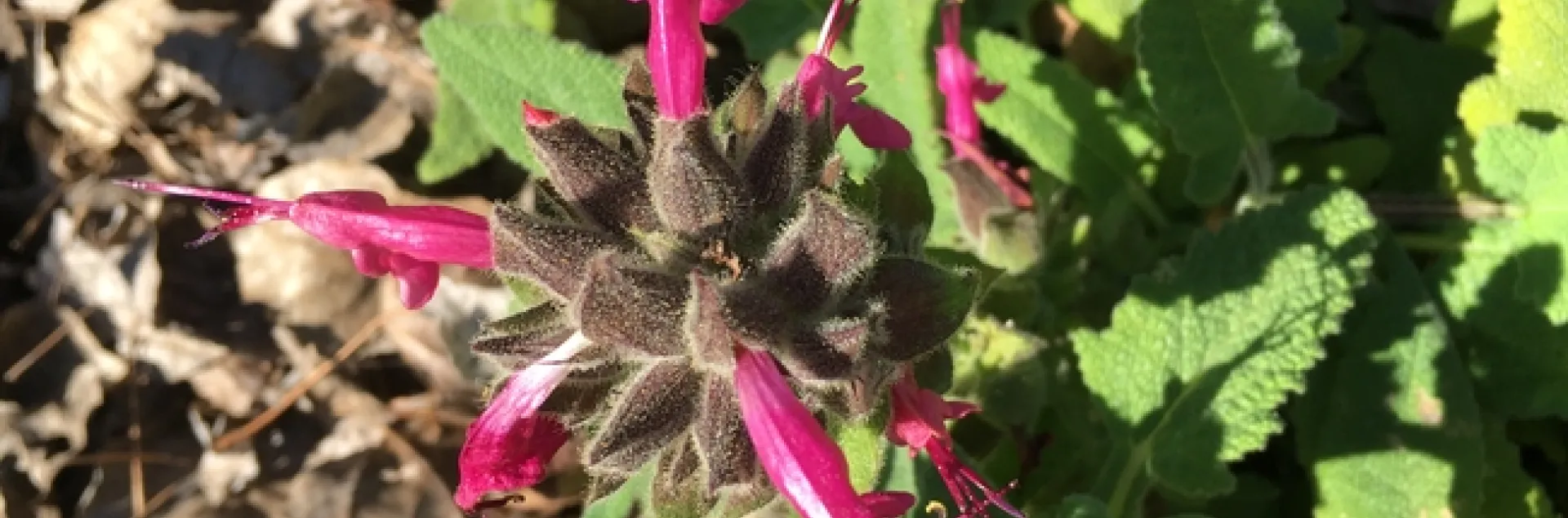 Photo by Linda Lewis Griffith