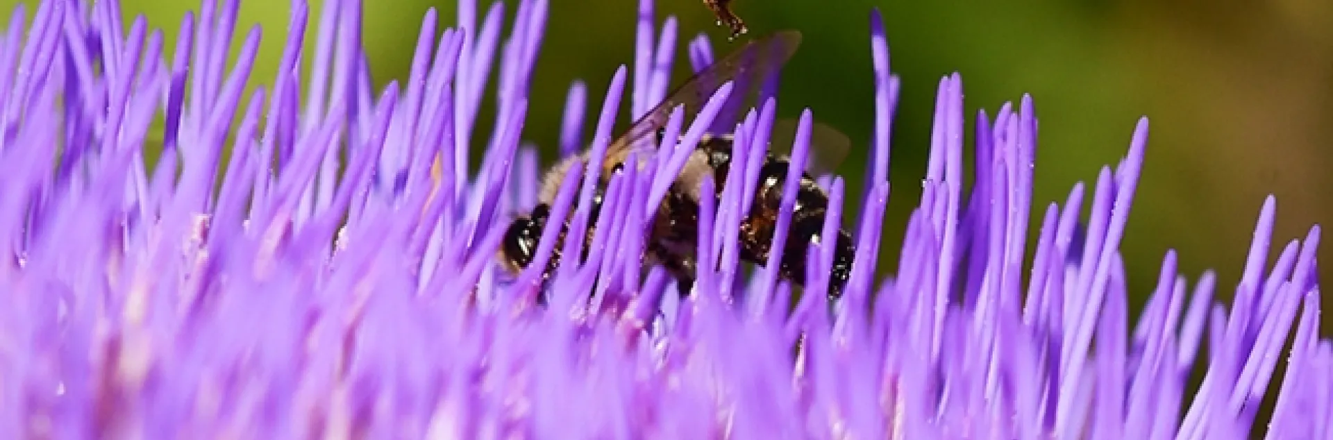 A honey bee begins cleaning her proboscis (tongue) before landing on a blossoming artichoke. (Photo by Kathy Keatley Garvey)