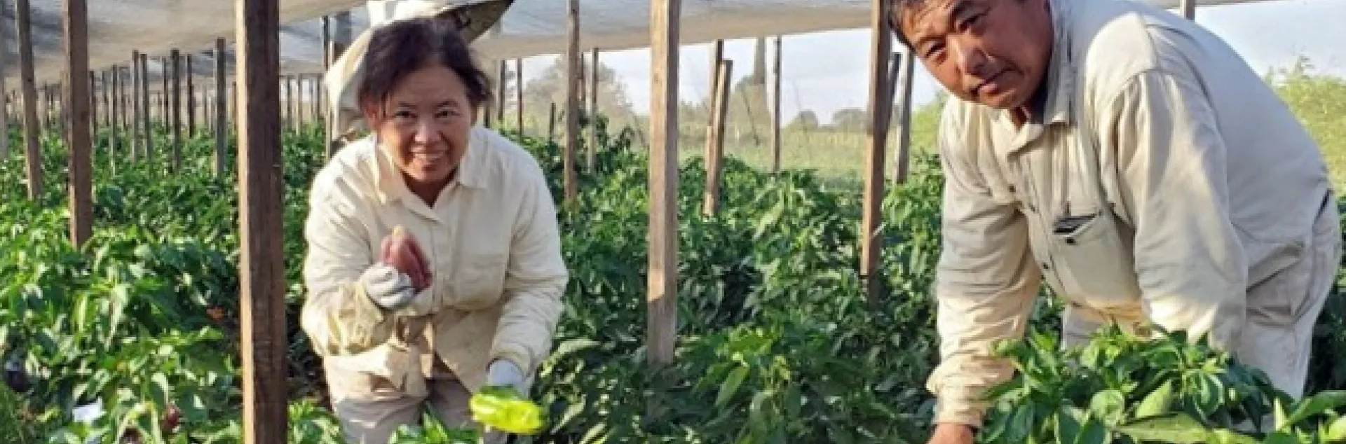"My parents, Siong and Fong Tchieng, are picking green bell, purple bell, and sweet Italian peppers. The shade is to help prevent sunburn on the peppers during the hot summer in Fresno," wrote Ka Tchieng. Michael Yang, UCCE small farms and specialty crops Hmong agricultural assistant, works with these farmers to advance climate-smart agriculture. Photo by Ka Tchieng