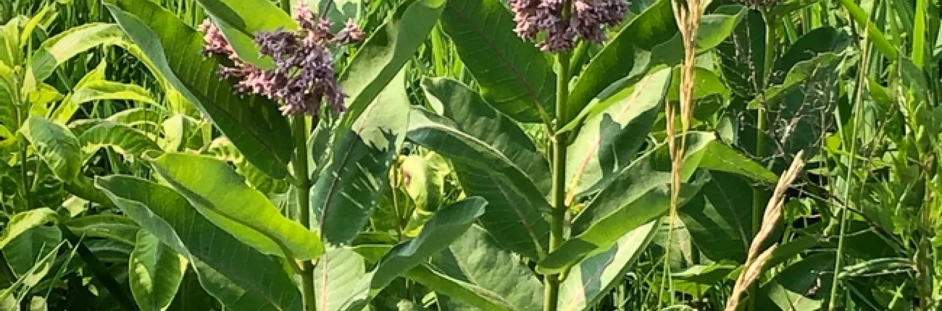 Milkweed. photos by Melinda Nestlerode