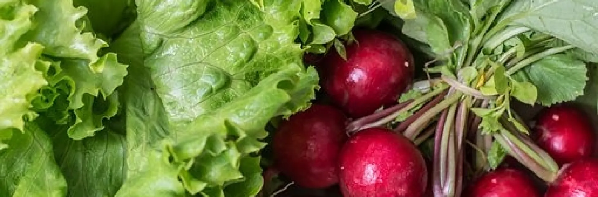 lettuce radish harvest pixabay