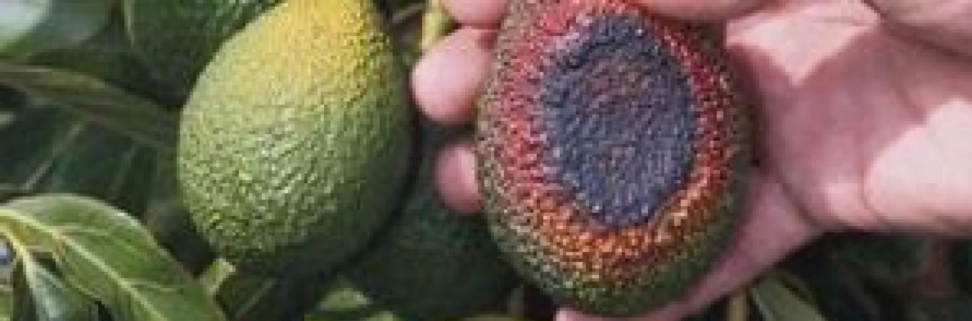 sunburned avocado fruit
