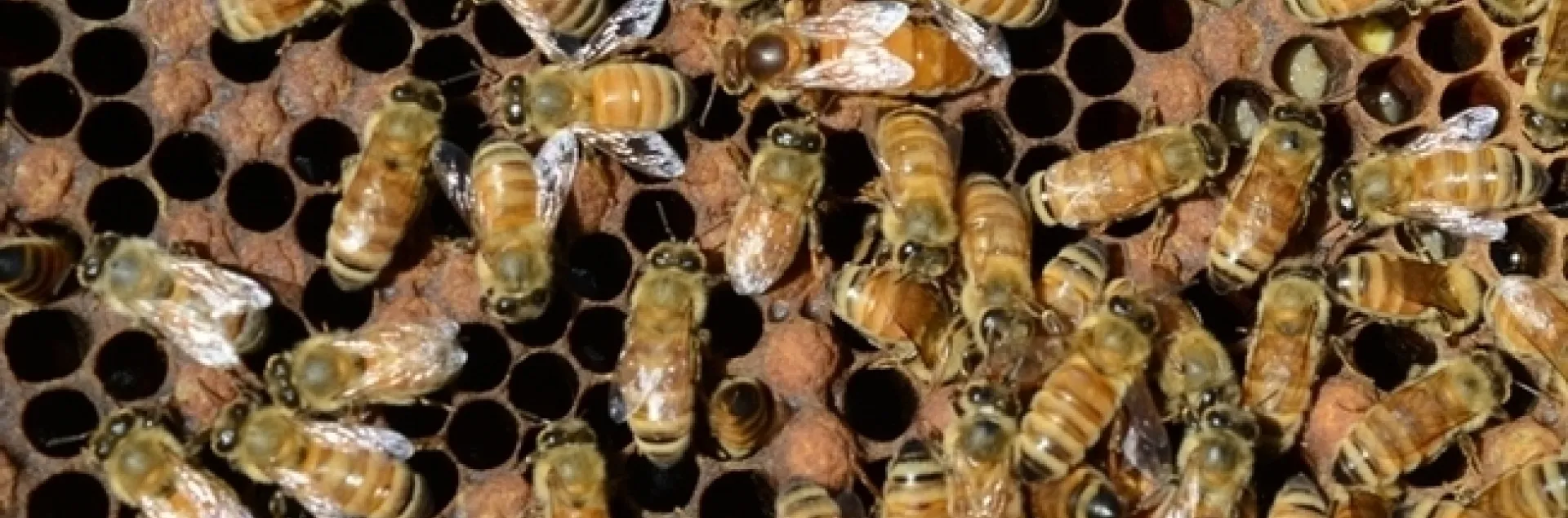 "Understanding the organization and evolution of social complexity is a major task because it requires building an understanding of mechanisms operating at different levels of biological organization from genes to social interactions," says honey bee geneticist Robert E. Page Jr. in his article in the journal Genetics. (Photo by Kathy Keatley Garvey)