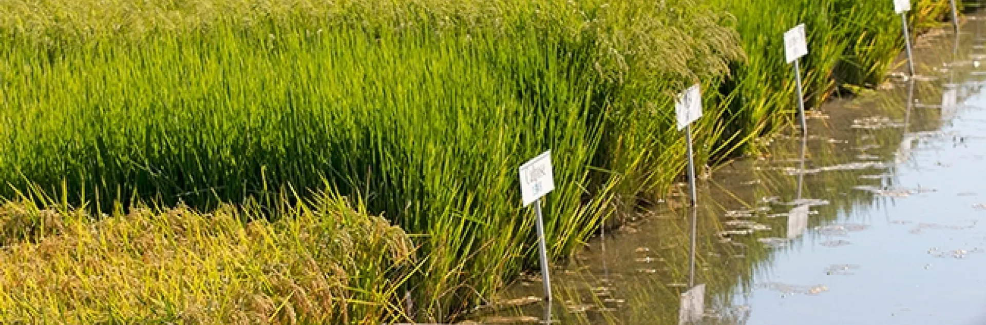 Rice Experiment Station, Biggs, CA