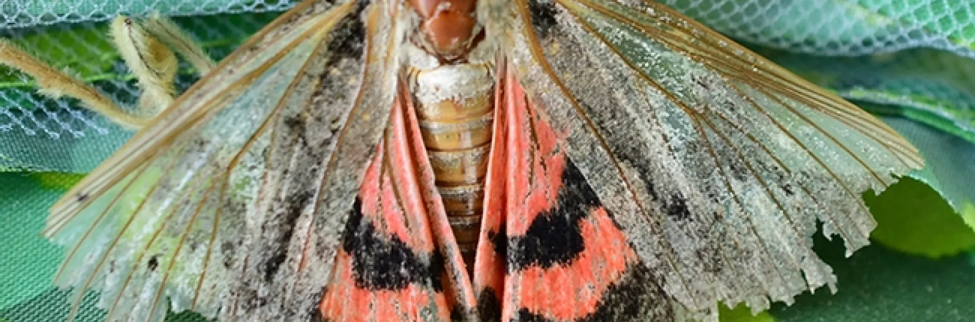 An underwing moth, maybe a Catocala amatrix, with tattered wings. (Photo by Kathy Keatley Garvey)