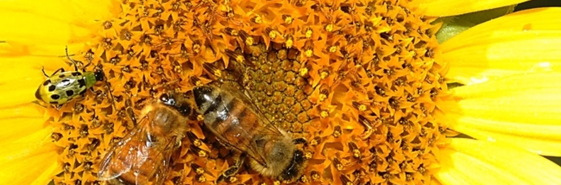 Honey bees sharing an east-facing sunflower with a spotted cucumber beetle. (Photo by Kathy Keatley Garvey)