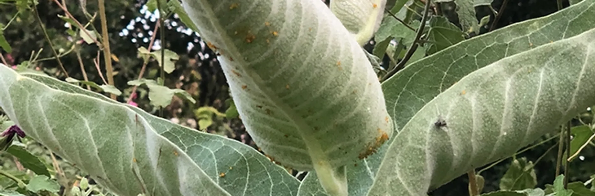 Find the praying mantis! It's on the showy milkweed, Asclepias speciosa. (Photo by Kathy Keatley Garvey)