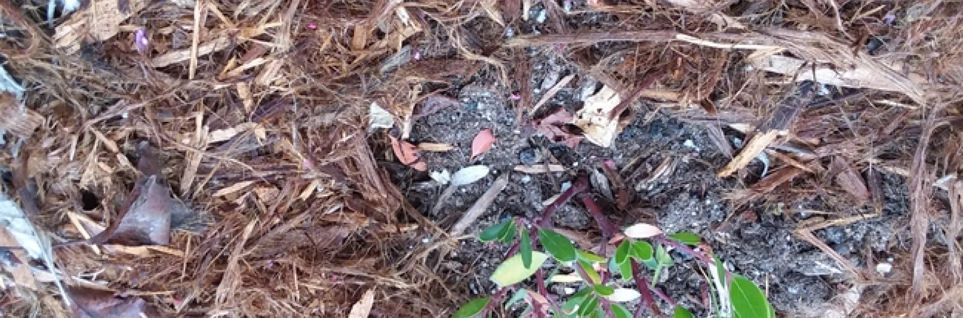 Photo by Polly Nelson