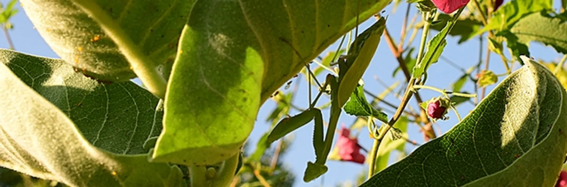 A praying mantis, Stagmomantis limbata, hanging out on a milkweed in Vacaville, Calif. after molting. (Photo by Kathy Keatley Garvey)