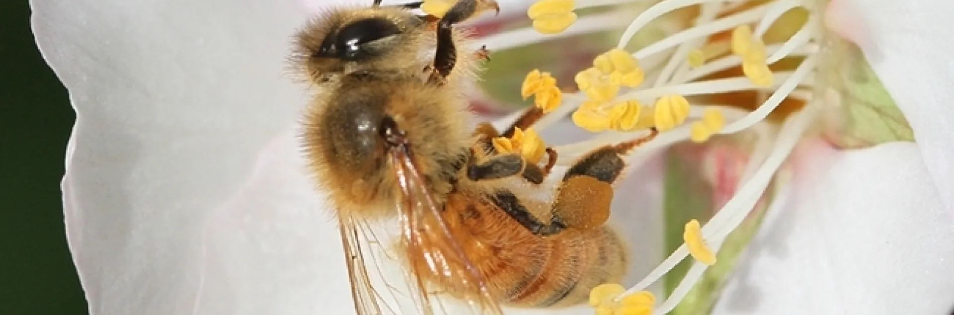 Honey bee pollinating an almond blossom. (Photo by Kathy Keatley Garvey)