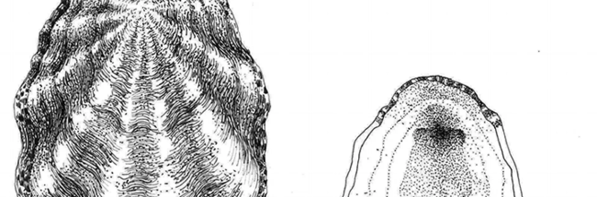 This is the rough limpet, Lottia digitalis, as sketched by Lynn Siri Kimsey as a teenager working on a San Francisco Bay intertidal invertebrate project. (Illustration by Lynn Siri Kimsey)