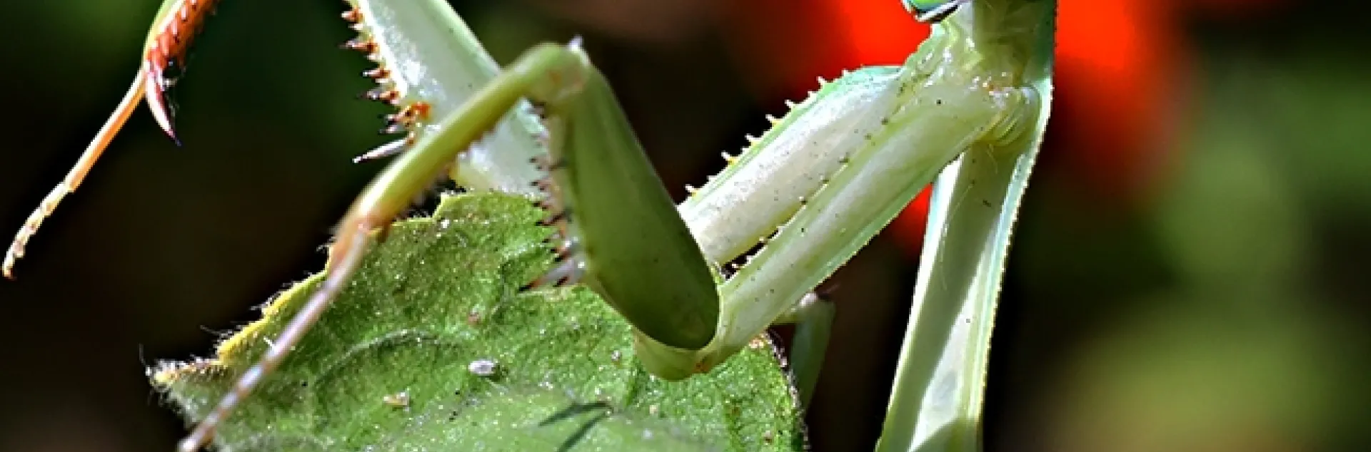 A female praying mantis, Stagmomantis limbata, peers at the photographer in a Vacaville pollinator garden. (Photo by Kathy Keatley Garvey)