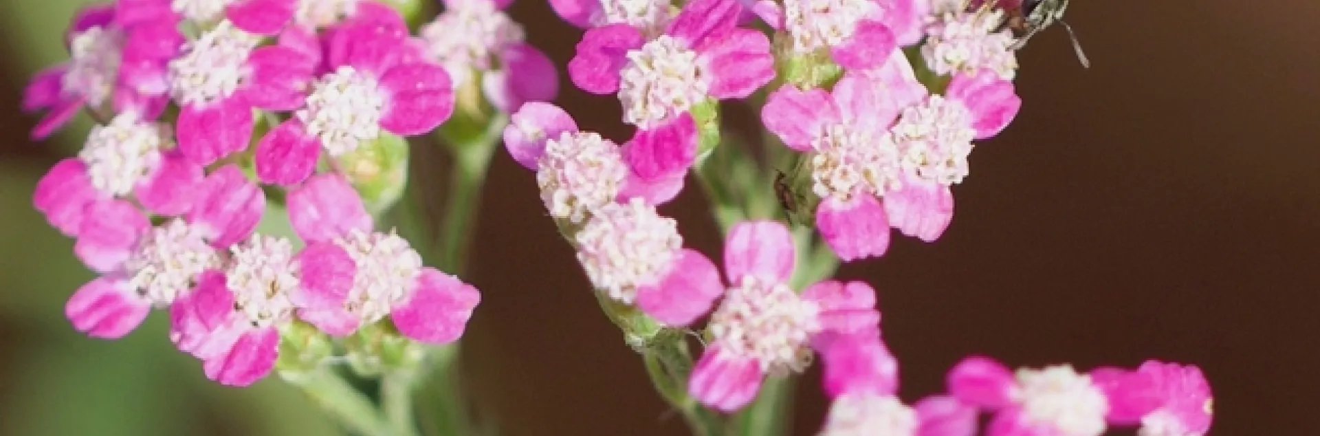 Sweat bee with pollen on 'Island Pink' yarrow