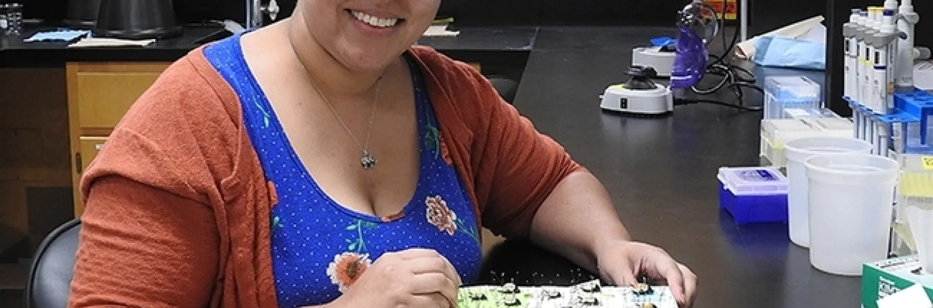 Iris Bright of the Jason Bond lab with pinned Onymacris (tenebrionid beetles from Namiba). (Photo by Kathy Keatley Garvey)