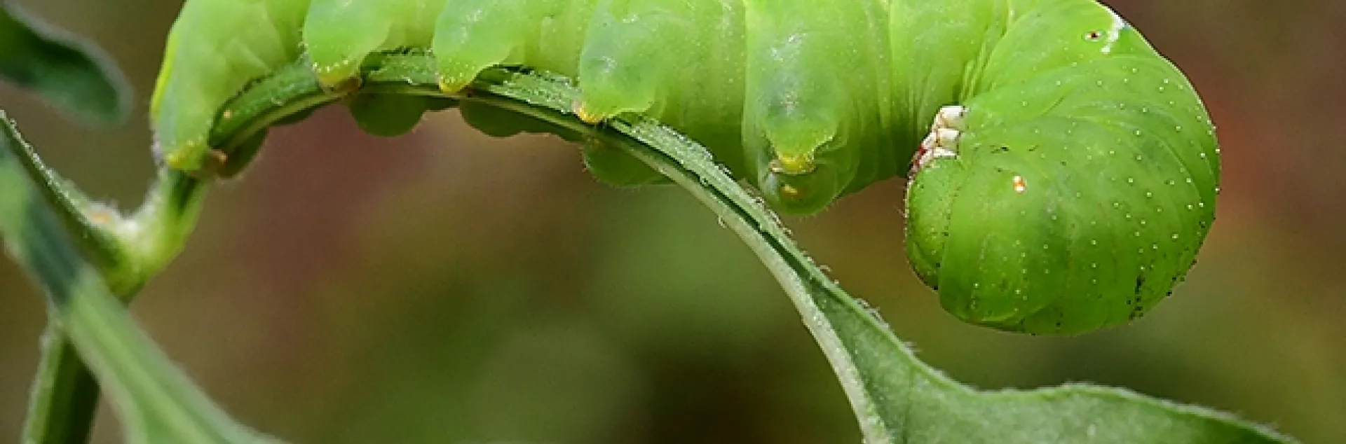 This hornworm is feeding on a pepper plant. (Photo by Kathy Keatley Garvey)