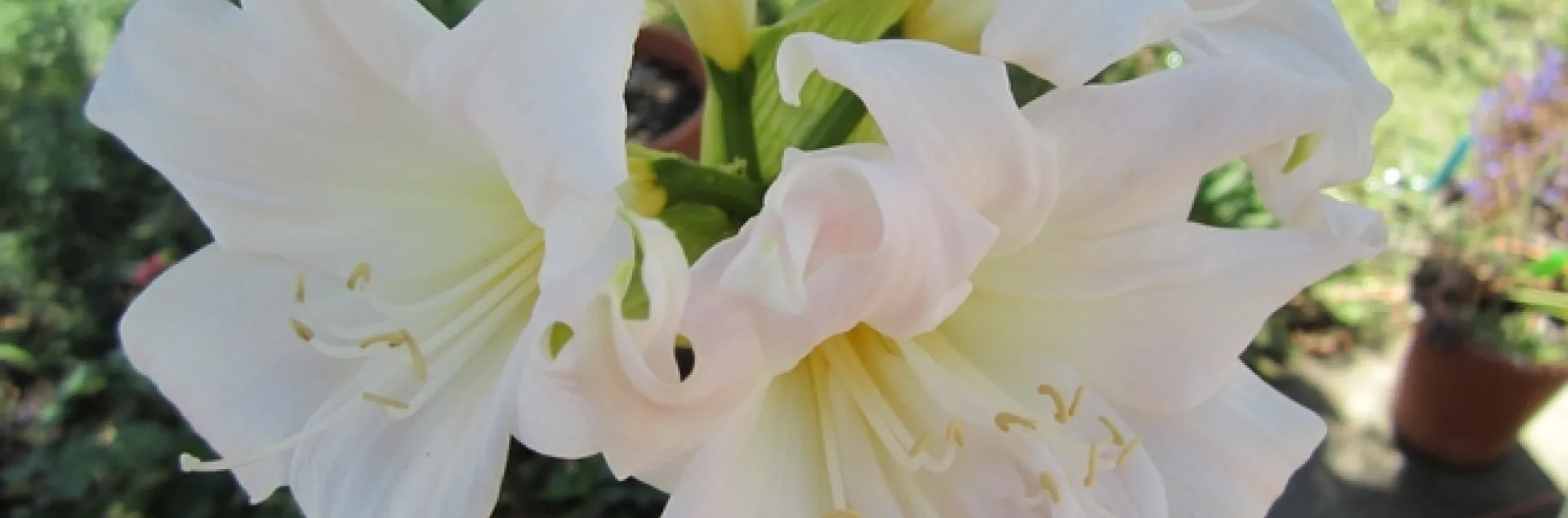 photos by Betsy Buxton