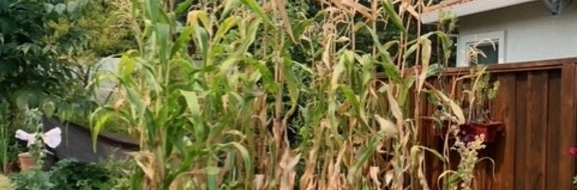 Corn stalks. photos by Kathy Gunther