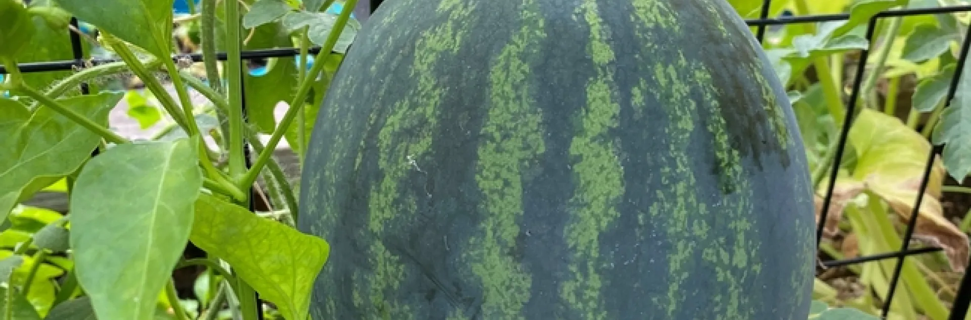 photo by Erin Mahaney